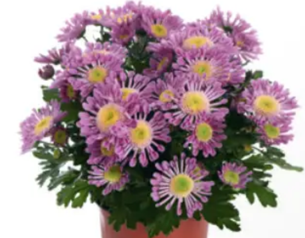 ЕВРО Хризантема горшечная Santosa Pink укорененный черенок ОКС