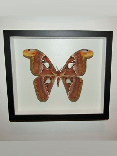 Бабочка Attacus atlas самка в рамке