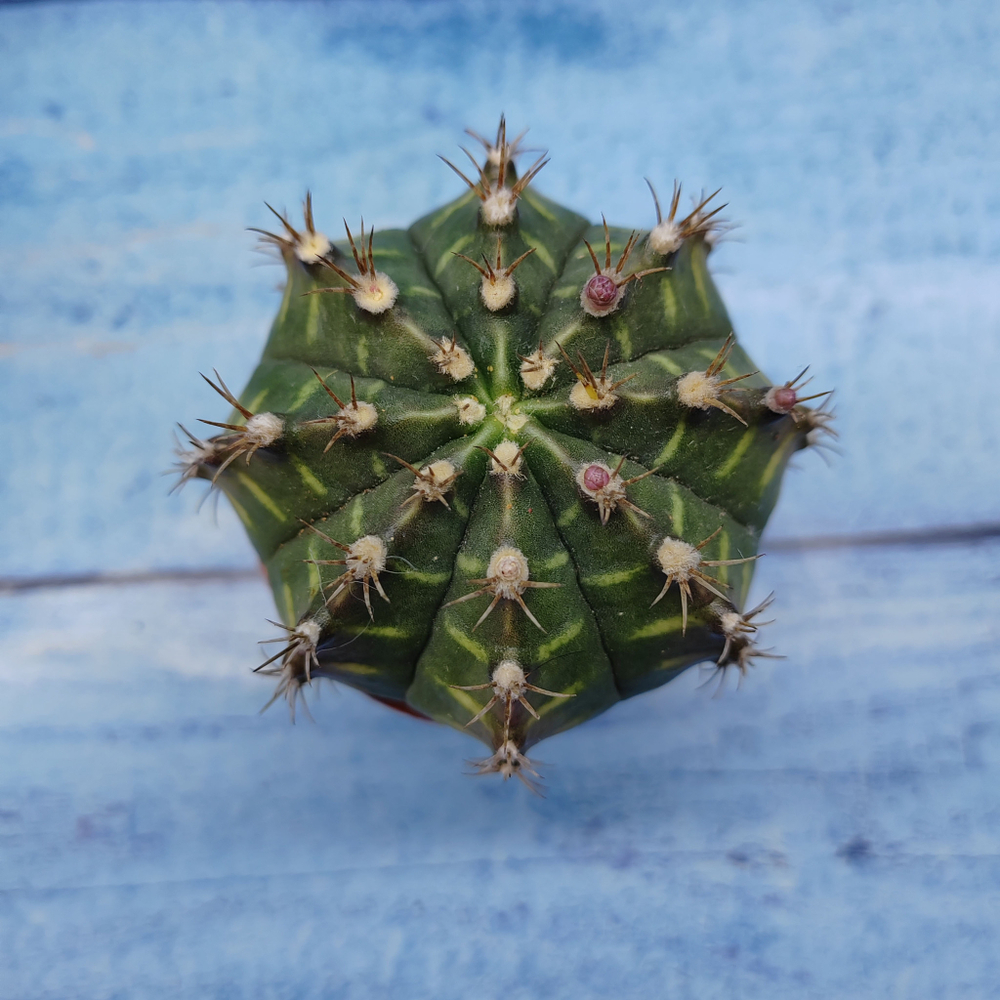 Gymnocalycium Friedrichii (Гимнокалициум)