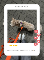 Сильвия-Стасиевич Д. Дрессировка без наказания. 5 недель, которые сделают вашу собаку лучшей в мире