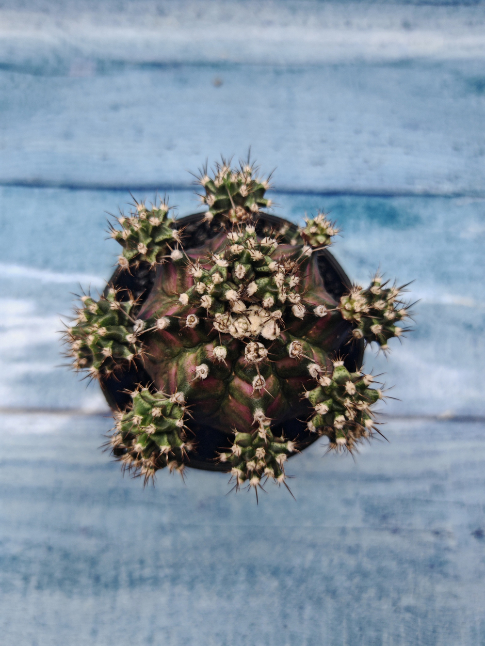 Gymnocalycium T-Rex Pink hybride (Гимнокалициум)