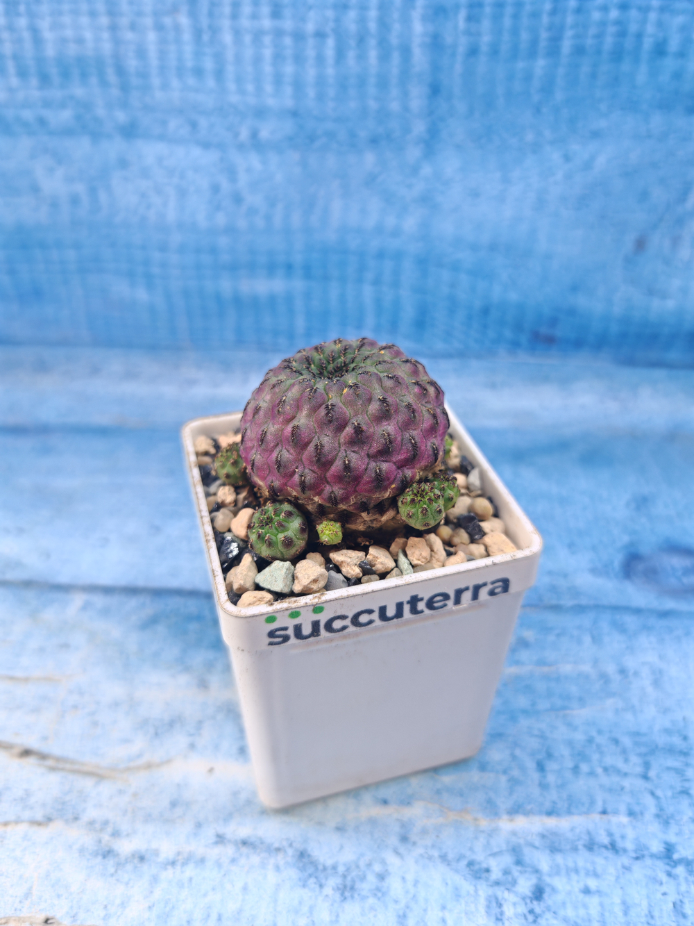 Sulcorebutia rauschii (Сулькоребуция)