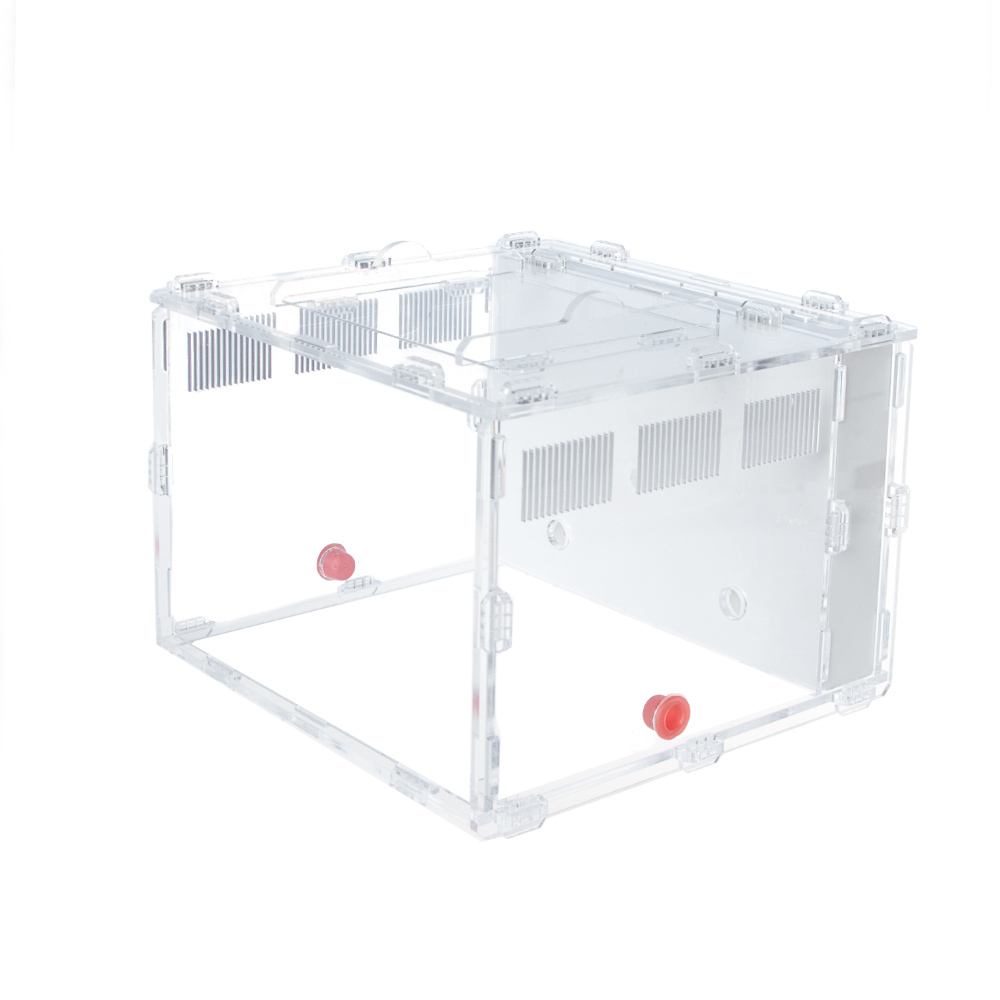 Комплект формикарий "Белый Дом 3.0" и муравьи Pheidole (160х100х100 мм)