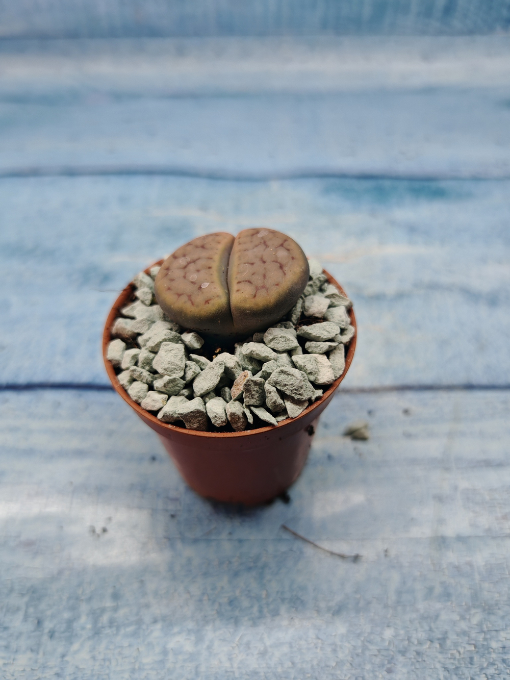 Lithops sp. (Литопсы)
