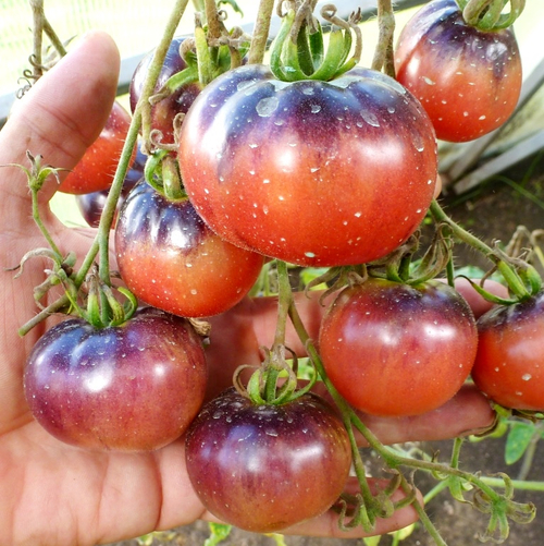 Помидоры - Amethyst Jewel - Аметист