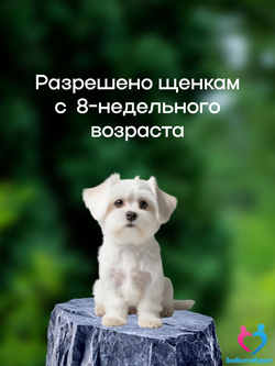Рабектра 500 мг жевательная таблетка против блох и клещей для собак весом 10-20 кг, 1 таблетка