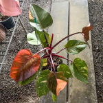 Филодендрон ORANGE PRINCESS