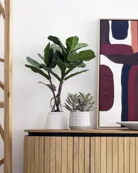 Искусственное растение Lyrata 60 см