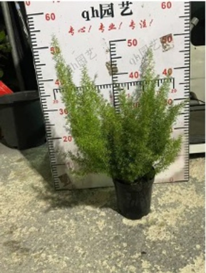 Аспарагус Fern д.15