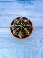 Gymnocalycium Friedrichii (Гимнокалициум)