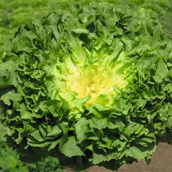 Родос F1 семена эндвия (Bejo / Бейо) продукт – фото 2