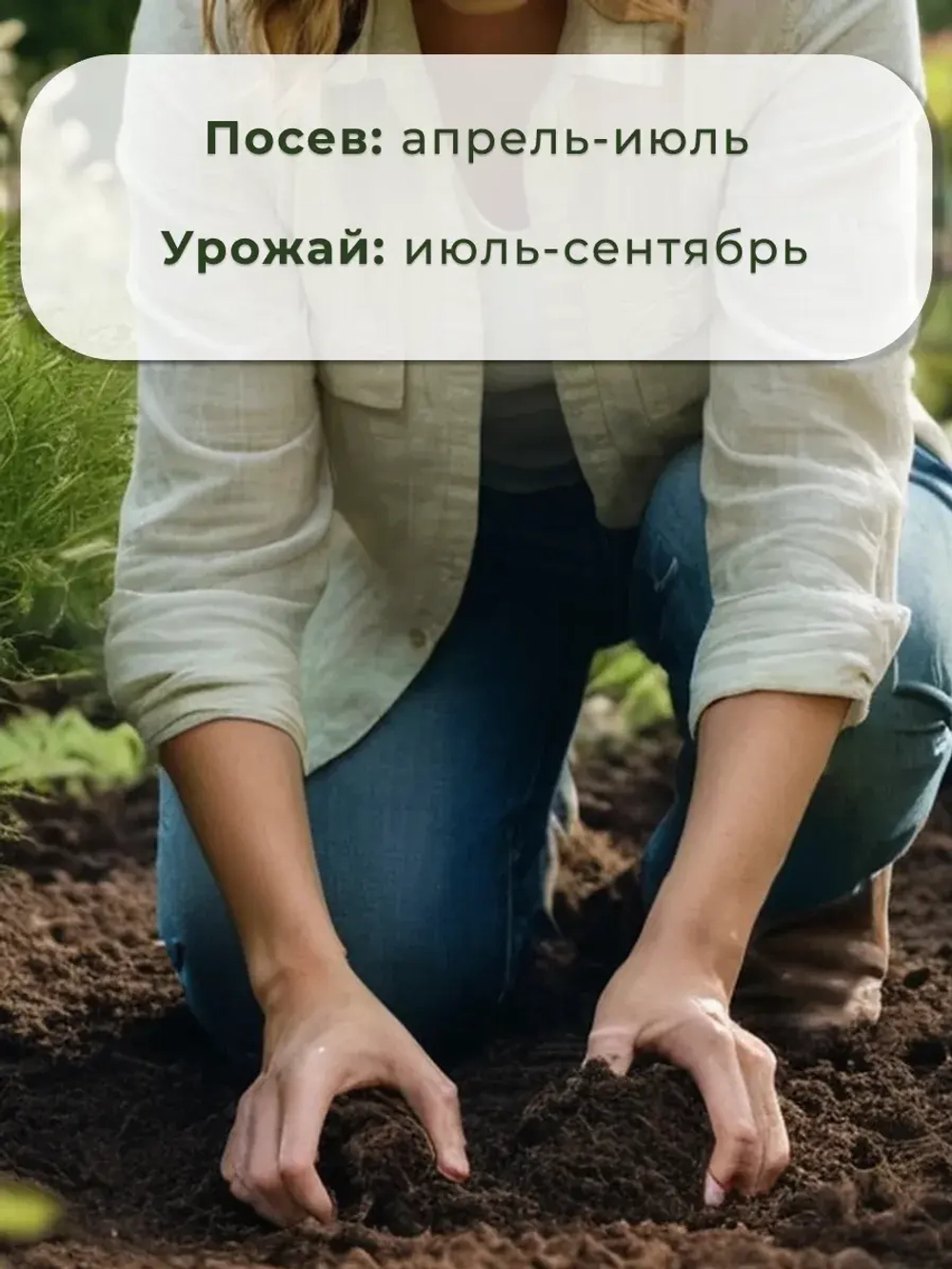 Семена укропа на зелень (50 гр)