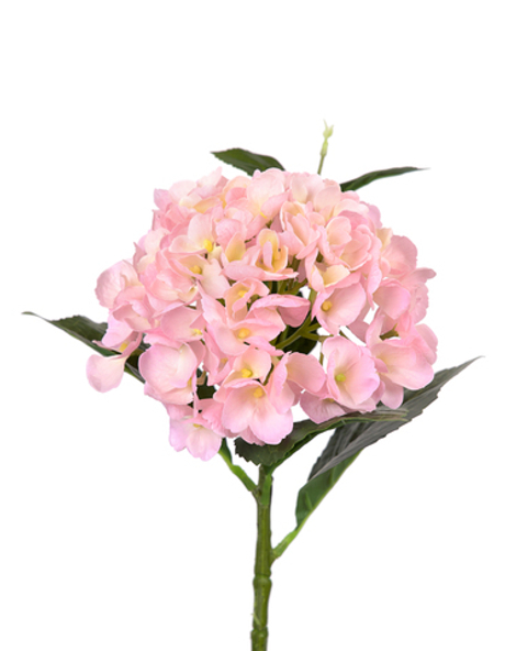 Гортензия крупнолистная small на стебле - Светло-розовый
