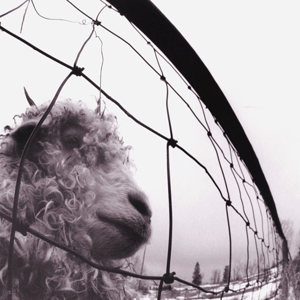Pearl Jam / Vs. (LP)