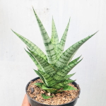 Сансевиерия GALAXY