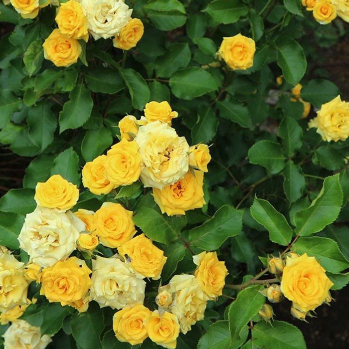 Роза миниатюрная желтая