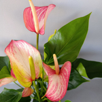 Антуриум Ливиум