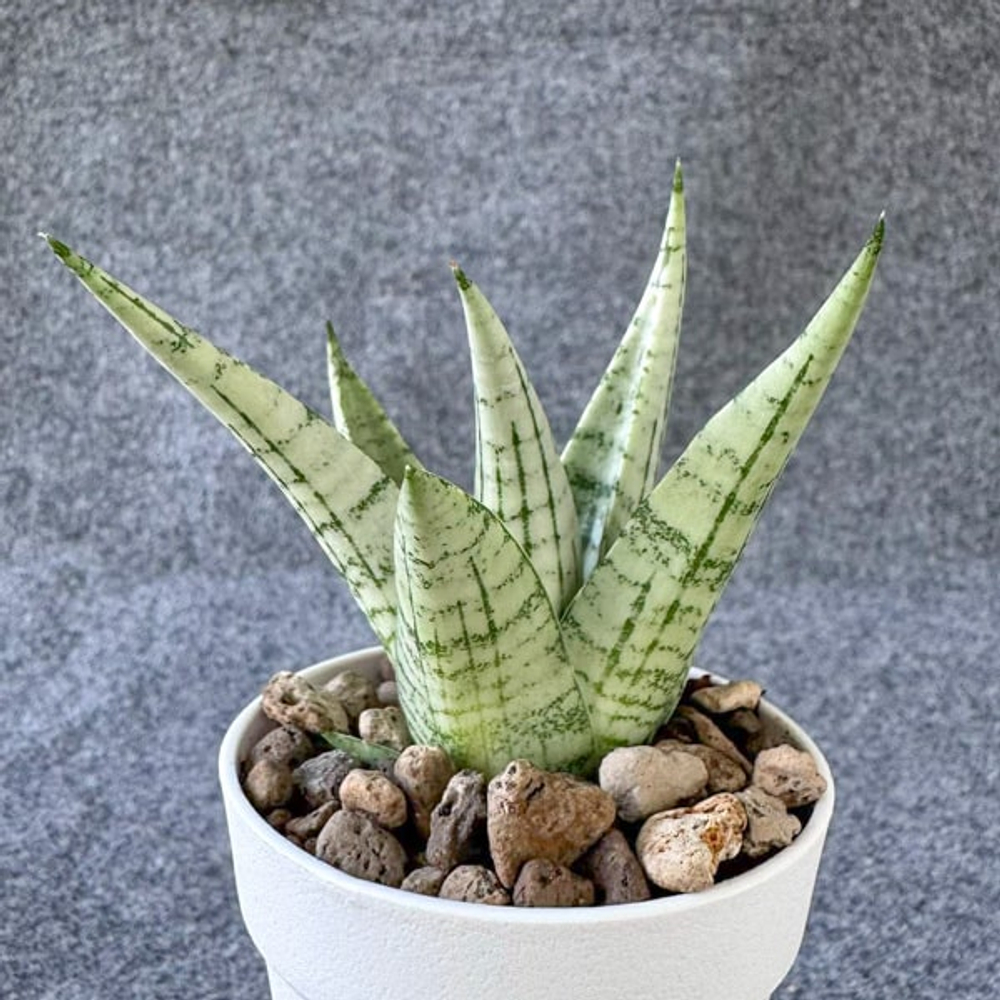 Сансевиерия MOMO