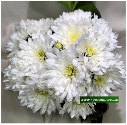 Хризантема мультифлора white ☘ м.57 (нет в наличии)
