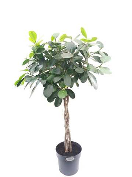 Фикус "Смайл" коса