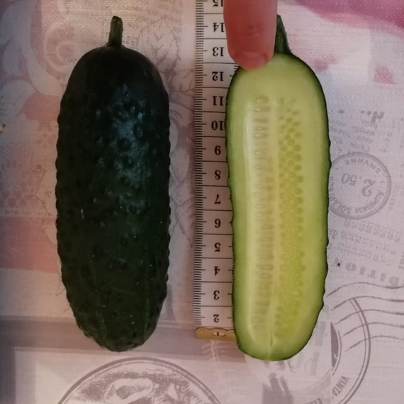 4097 F1 семена огурца партенокарпического (Seminis / Семинис) продукт – фото 9