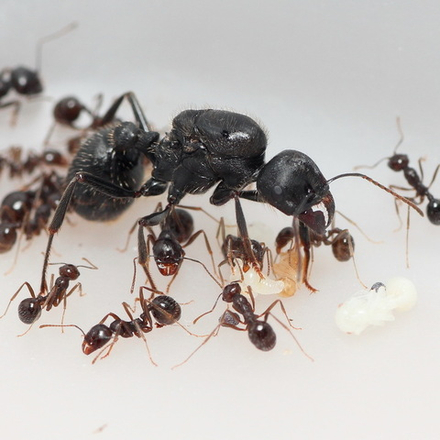 Муравьи Messor cf. ebeninus (Эбеновый муравей-жнец)