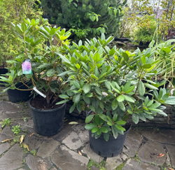 Рододендрон катевбинский Grandiflorum
