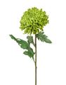 Хризантемы