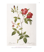 Романтические розы Пьера-Жозефа Редуте (1759–1840): Полное собрание серии