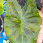 Колоказия MARY THE NIGHT