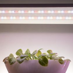 Светодиодная лента для растений ЭРА FITO-Strip Light-Rа90-300LED-5m-12V-IP65 полного спектра 5м IP65 с адаптером 12В