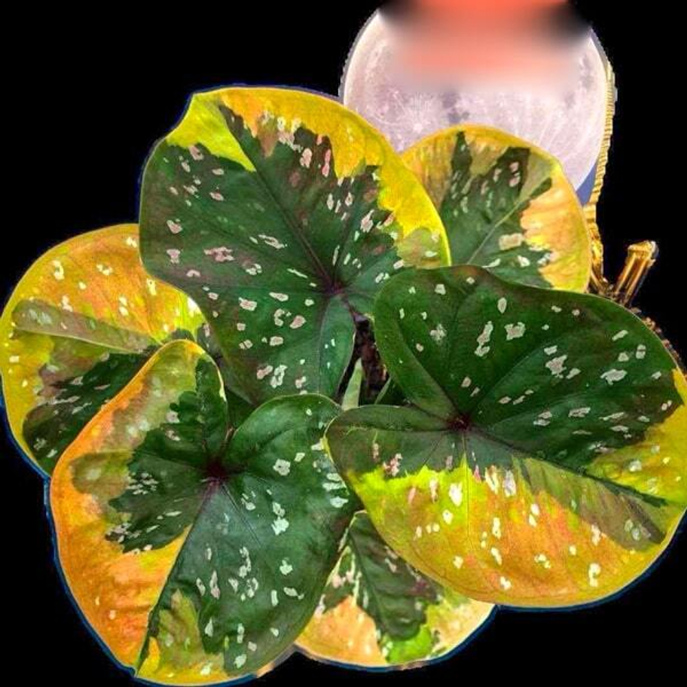 Каладиум JAO CHAN PHEN – MASTER OF FULL MOON