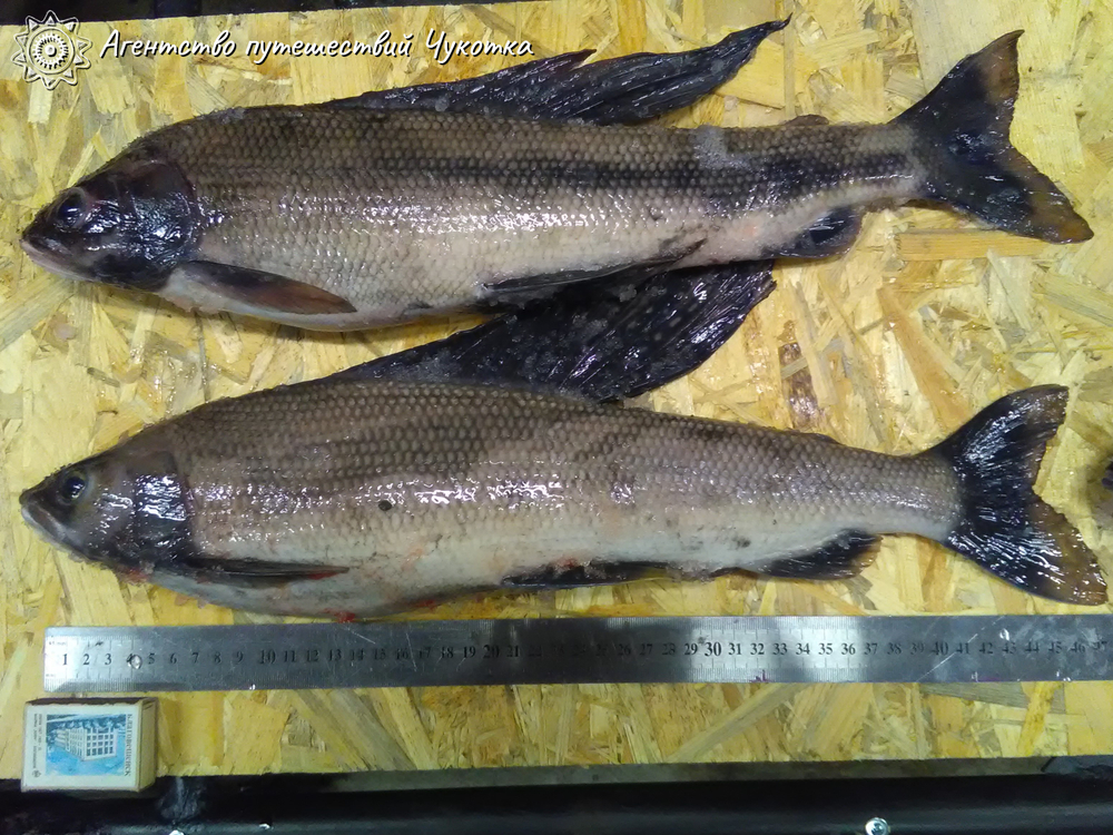 Озеро Майниц - жемчужина Чукотки (март-апрель)