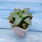 Haworthia Comptoniana Hybride hybrid (Хавортия)