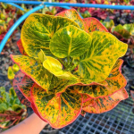 Кротон RASIMET – AIRES