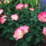 Роза флорибунда Дабл Делайт С4