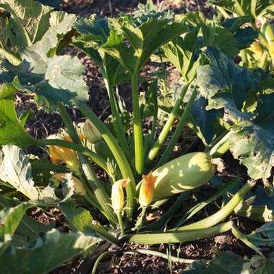 Азов F1 семена кабачка (Sakata / Саката)