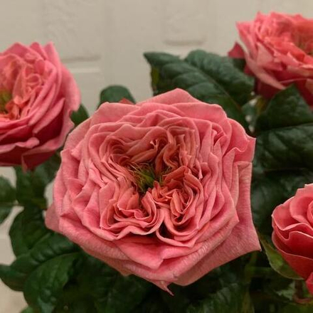 Роза пионовидная Лондон Ай