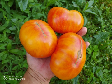 Козула 60 Жёлтый Cрез (Kozula 60 Yellow Slicer) сорт томата