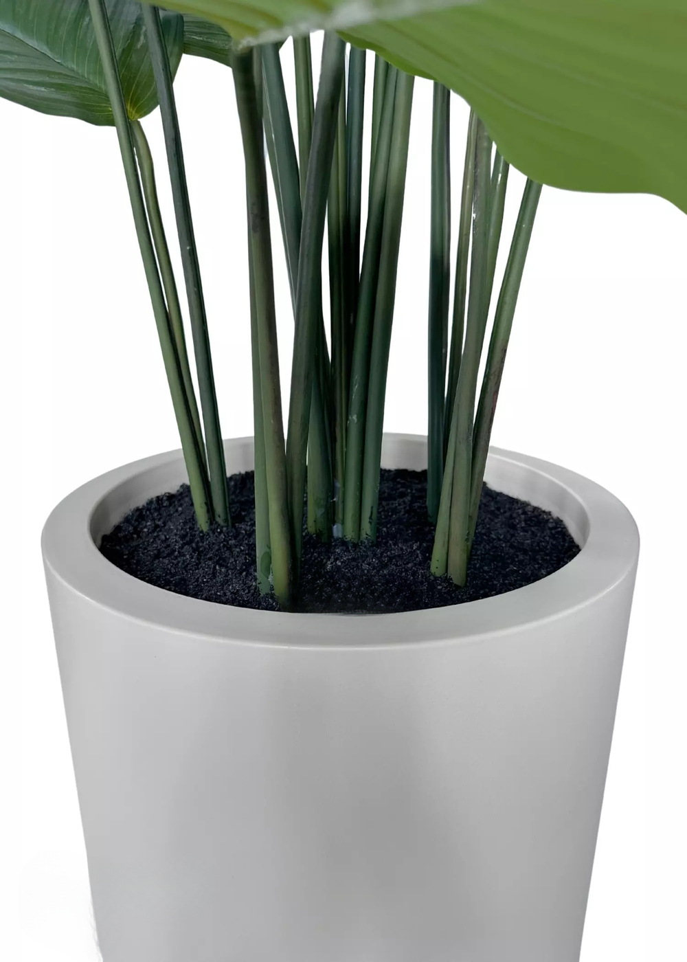 Калатея круглолистная в декоративном кашпо 115 см