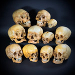 Набор «Череп человека» (анатомические модели)