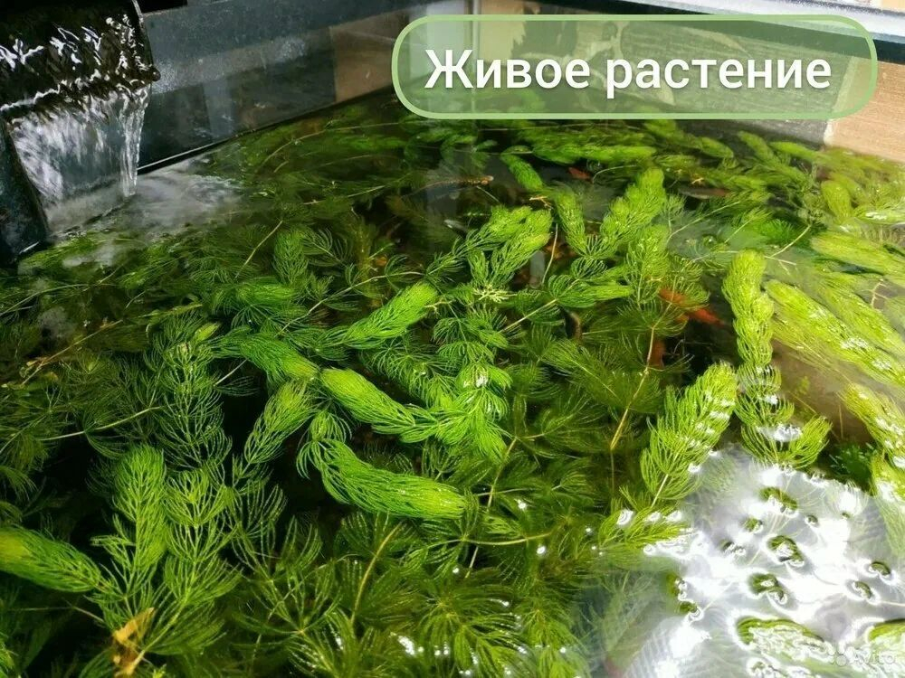 Роголистник. Живое неприхотливое аквариумное растение пучок от 5 веток
