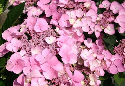 Mariesii Perfecta (Маризи Перфекта) Р12 Европа 2026