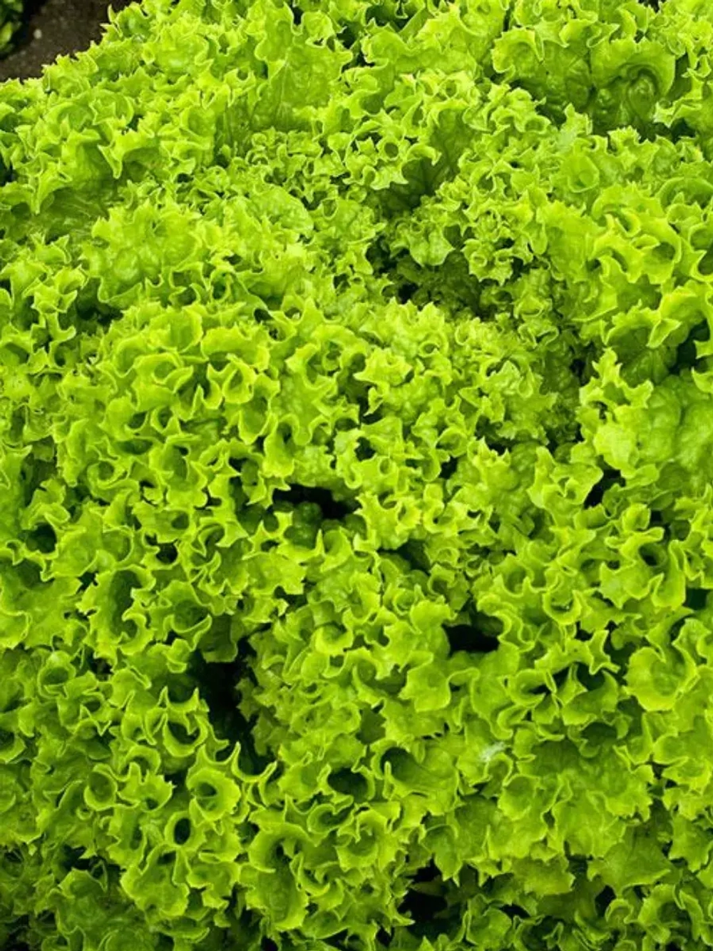 Семена Салат Лолло Бионда