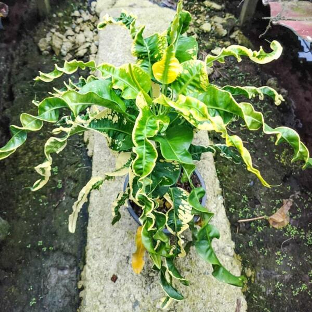 Кротон SAHAT SADECHA