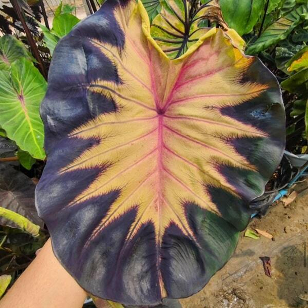 Колоказия VENUS