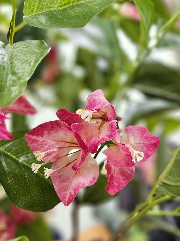 Бугенвиллия дерево 150см малиновая в кашпо