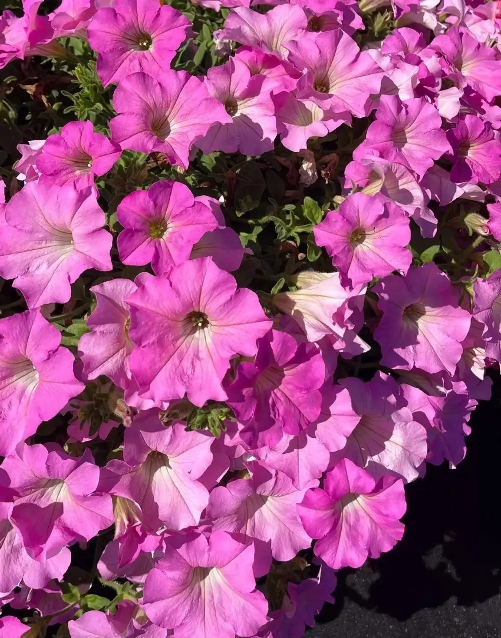 Петуния SURFINIA Trailing Big Pink