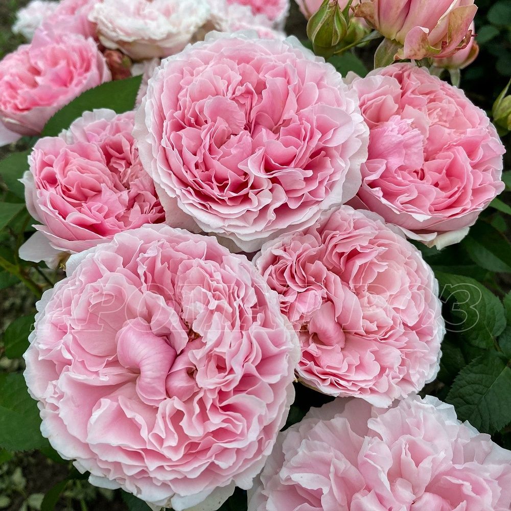 Миранда (Miranda)