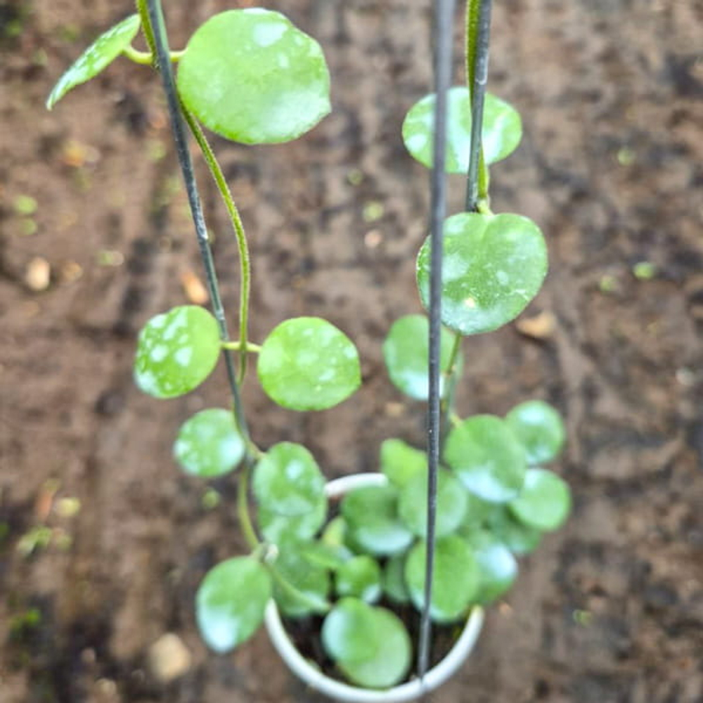 Хойя SP BUNTOK ROUND LEAF